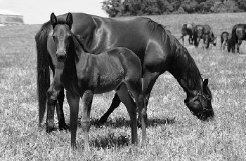 Mare & Foal